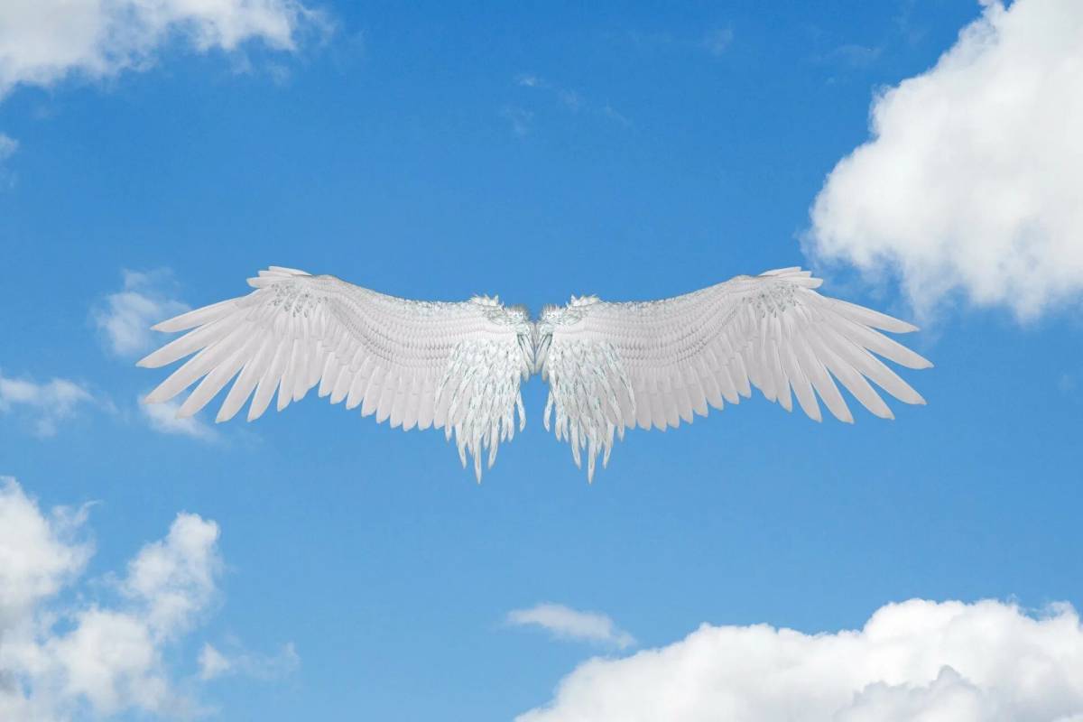 Крылья ангела #13