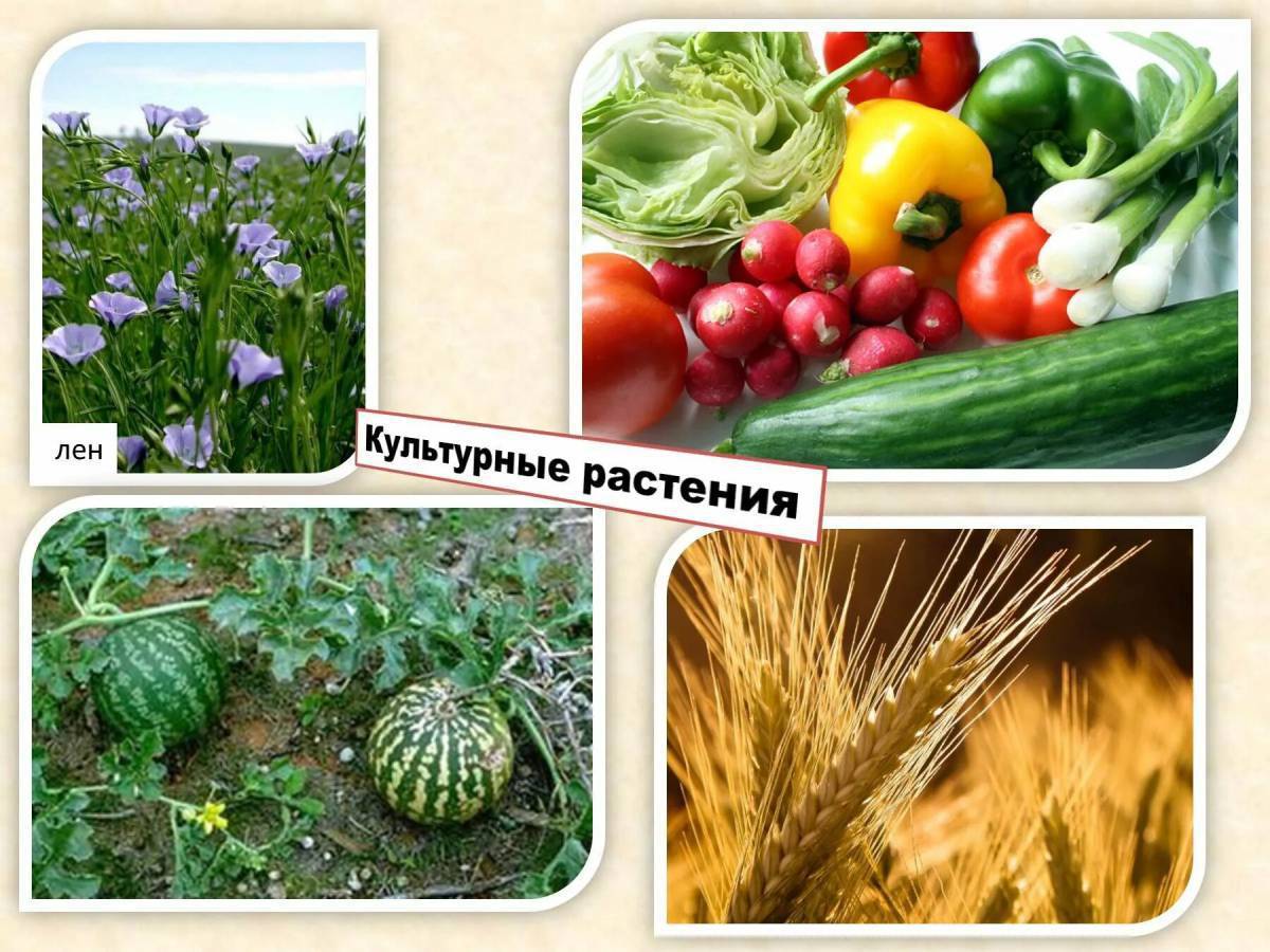 Культурное растение 4. Культурные растения. Культурные культурные растения. Многообразие культурных растений. Сорта культурных растений.