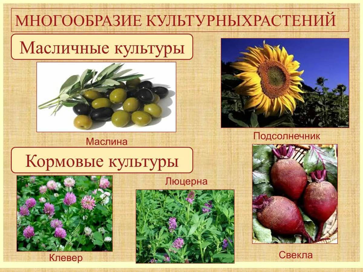 Культурные растения