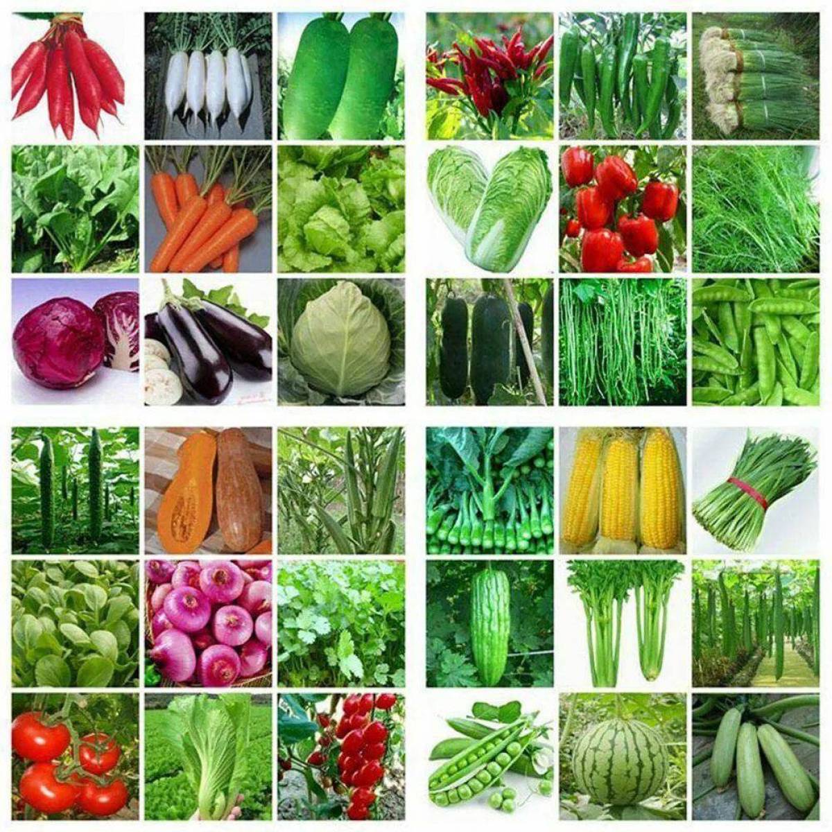 Семена овощей цена
