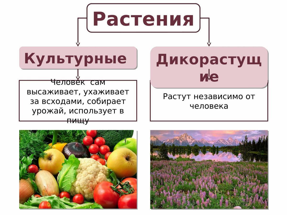 Проект про растения культурные