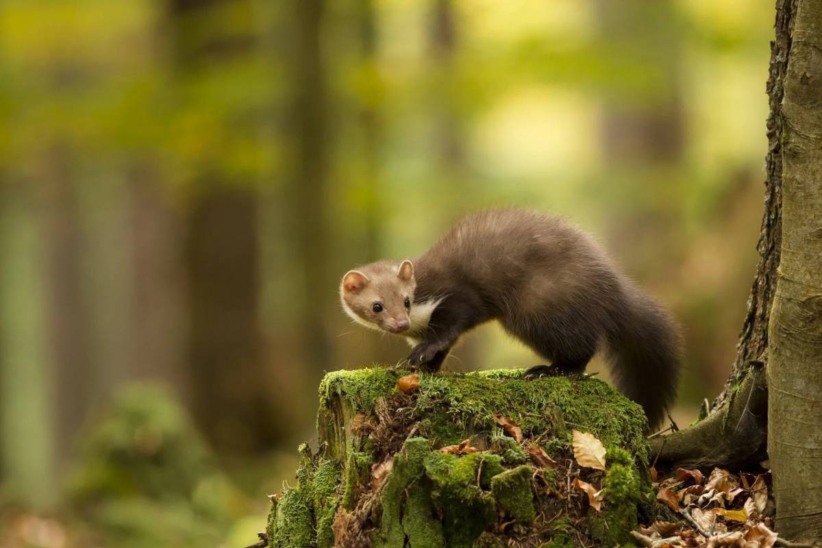 Куница лесная желтодушка. Каменная куница martes foina. Лесная куница martes martes. Куница северной америки. Картинки куницы.