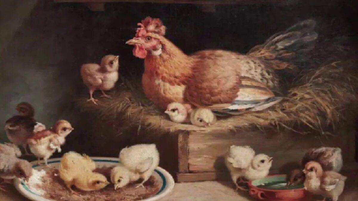 Картина курица с цыплятами. Курятник картина. Курятник для цыплят. Куры курятник картина