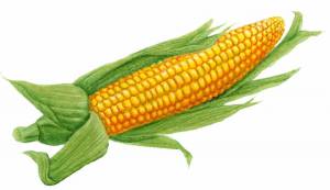 Раскраска кукуруза для детей #2 #361265