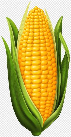 Раскраска кукуруза для детей #7 #361270