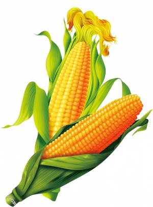 Раскраска кукуруза для детей #8 #361271