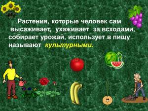 Раскраска культурные растения #21 #361485