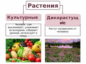 Раскраска культурные растения #38 #361502