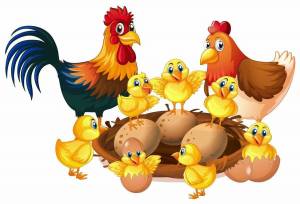 Раскраска курица с цыплятами для детей #4 #361944
