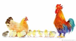 Раскраска курица с цыплятами для детей #21 #361961