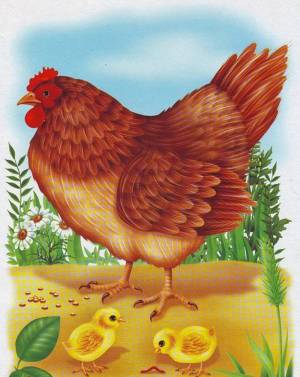 Раскраска курица с цыплятами для детей #22 #361962