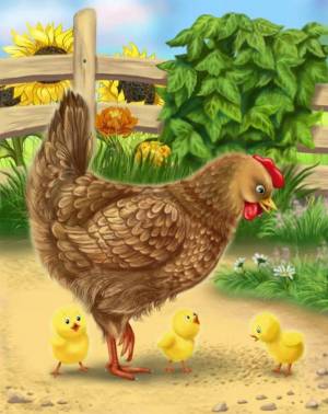 Раскраска курочка с цыплятами #13 #362409