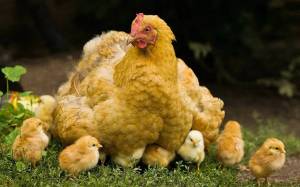 Раскраска курочка с цыплятами #16 #362412