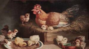 Раскраска курочка с цыплятами #19 #362415