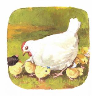 Раскраска курочка с цыплятами #26 #362422