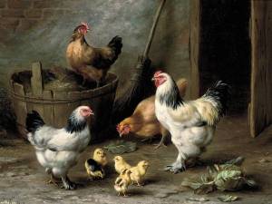 Раскраска курочка с цыплятами #29 #362425