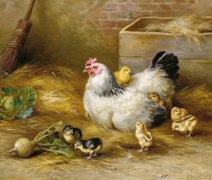 Раскраска курочка с цыплятами #32 #362428