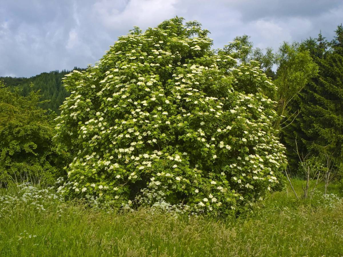 Б кустарники. Sambucus nigra. Бузина черная кустарник. Бузина черная Самбукус Нигра. Бузина черная дерево.