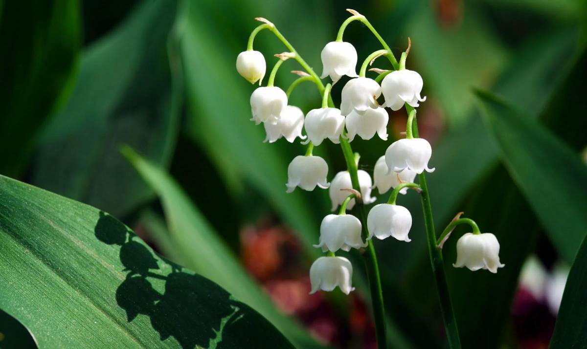 Ландыш Майский grandiflora