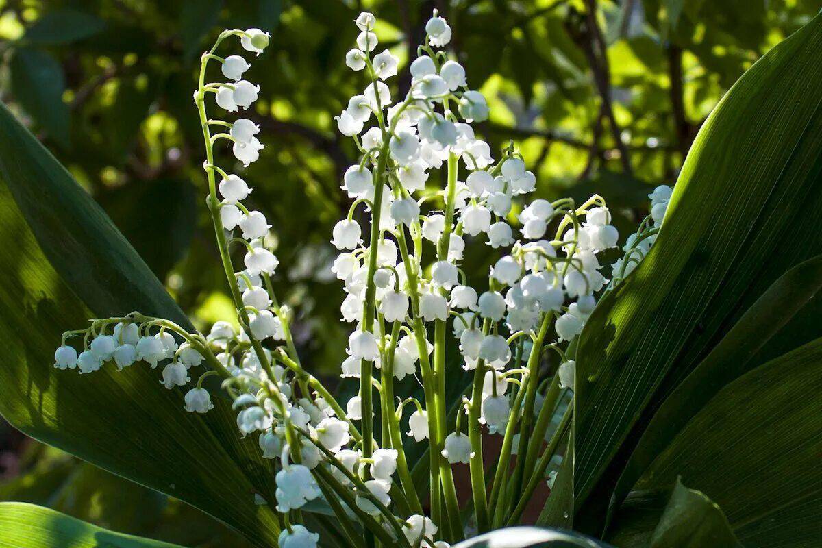 Ландыш Майский grandiflora