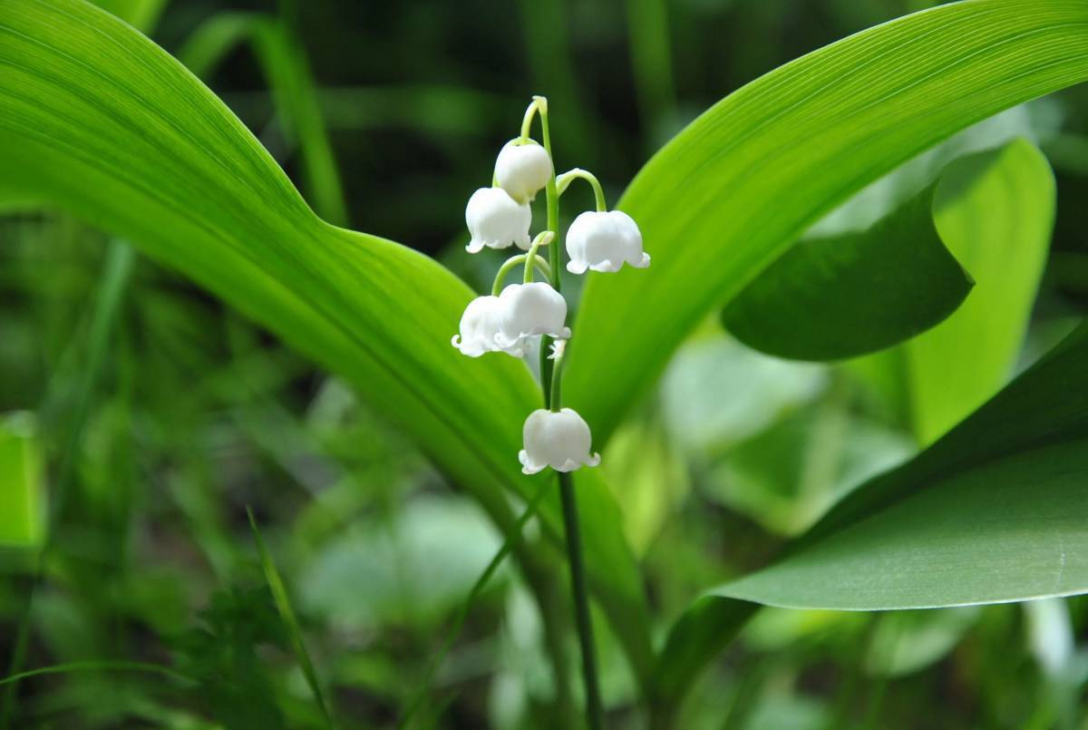 Ландыш Майский grandiflora