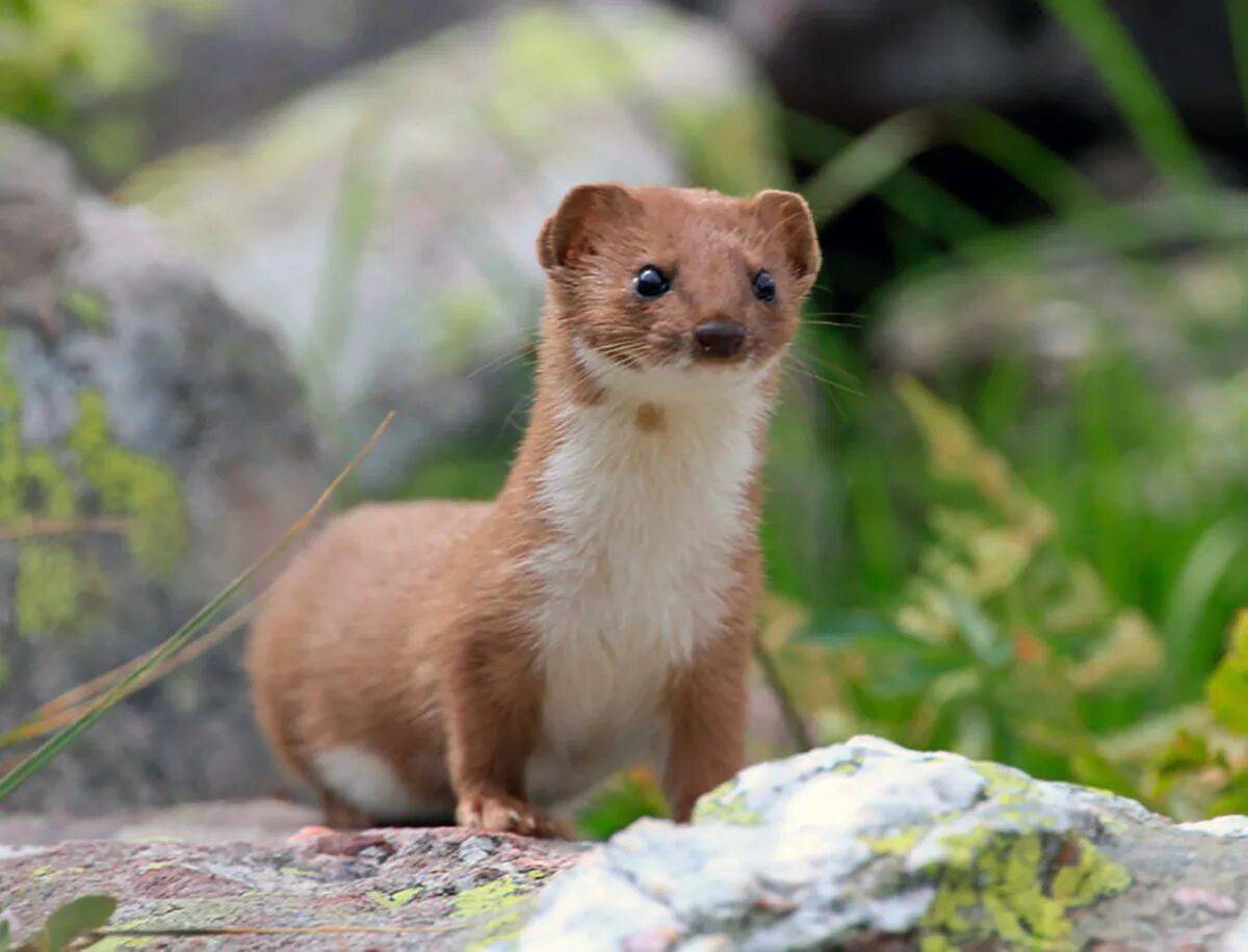 Weasel cloud. Ласка обыкновенная (Mustela nivalis). Ласка Mustela nivalis Linnaeus, 1766. Ласка (зверек сем. Куньих). Ласка в Ленинградской области.