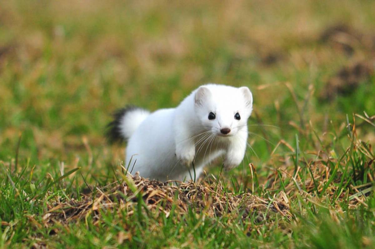 Weasel cloud. Горностай белый. Ласка норка хорёк горностай. Забайкальский горностай. Горностай в тайге.