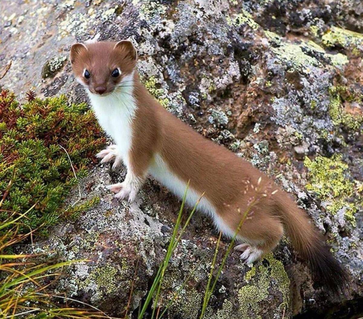 Ласка с украинского на русский. Ласка (Mustela nivalis). Горностай (Mustela erminea). Ласка Mustela nivalis Linnaeus, 1766 ареал. Горностай и ласка.