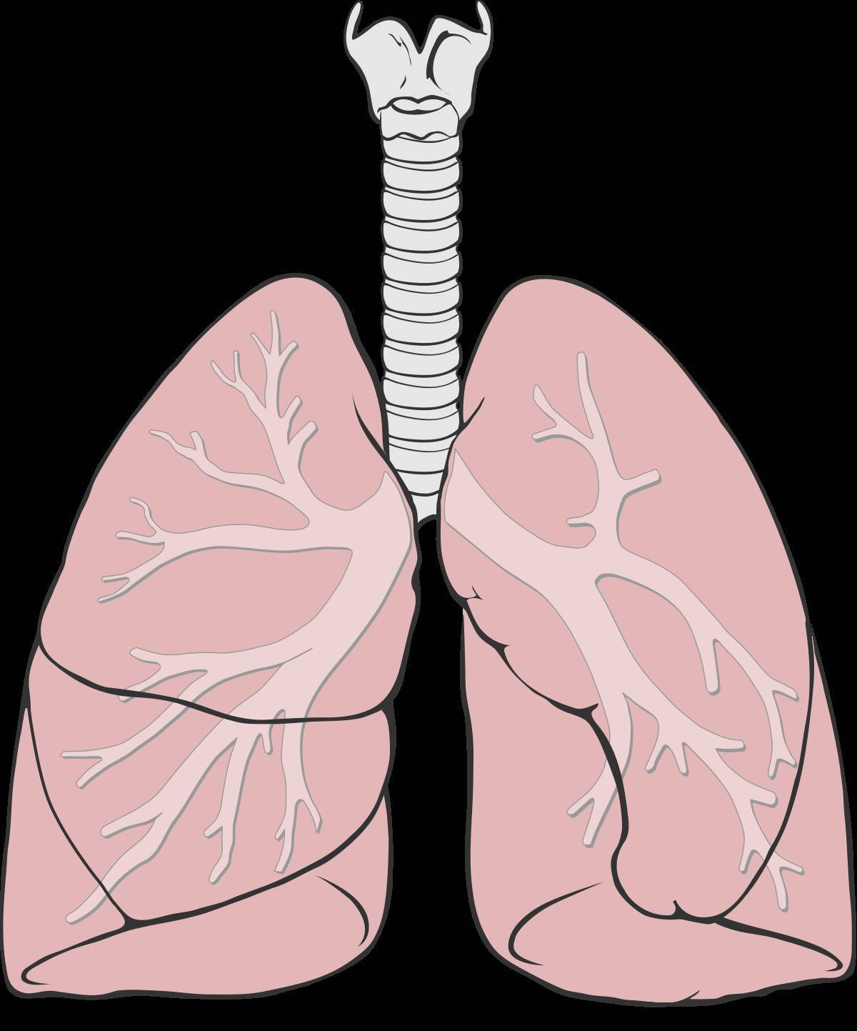 Lung large. Легкие рисунки. Здоровые легкие рисунок. Легкие рисунок без фона. Здоровые и больные легкие рисунок.