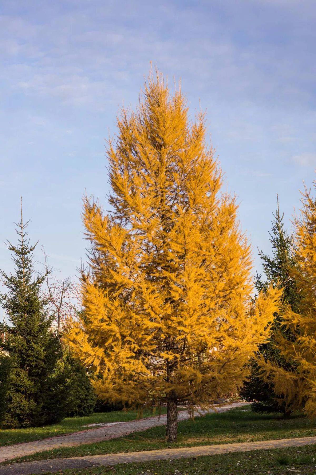 Пихта осень. Лиственница Сибирская Larix sibirica. Лиственница европейская обыкновенная. Лиственница Сибирская осенью. Лиственница Сибирская Бригантина.