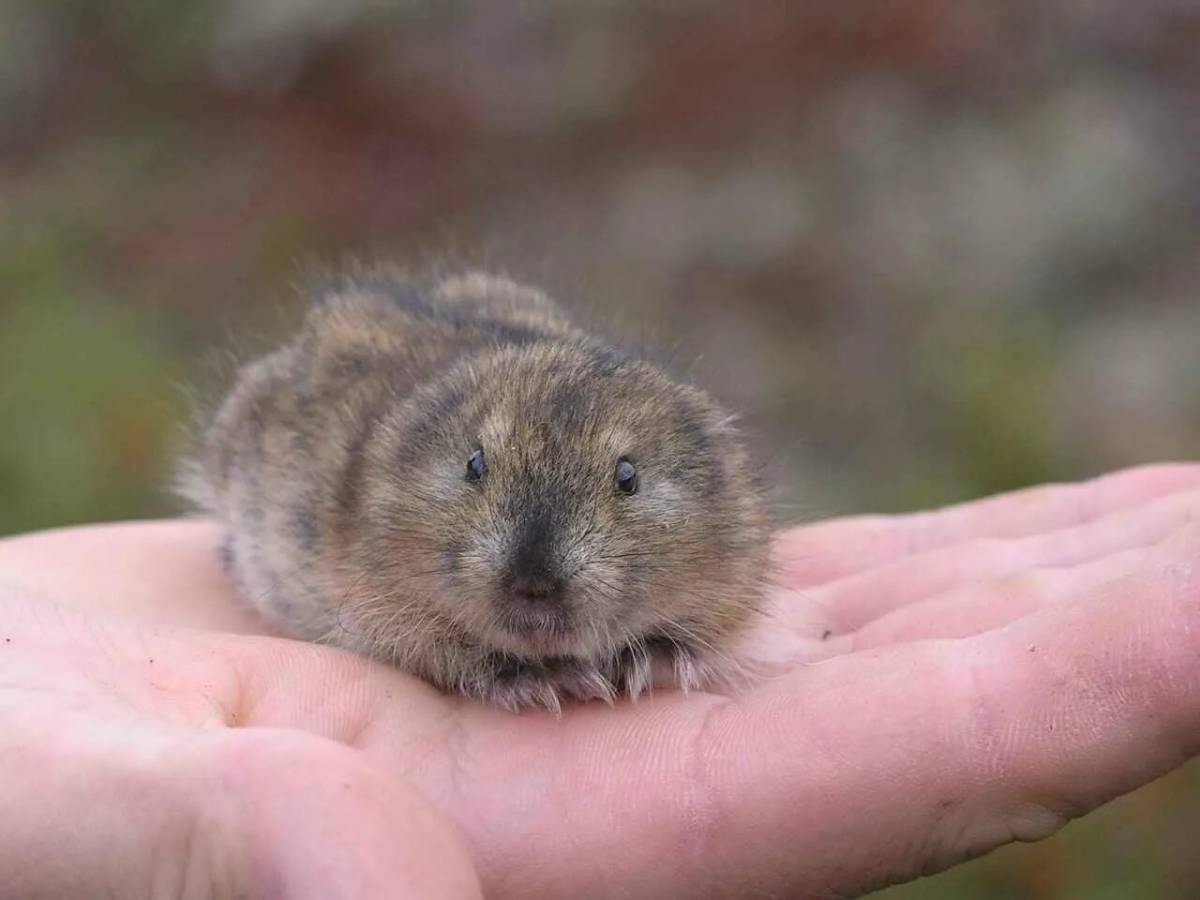 Сибирский лемминг Lemmus sibiricus