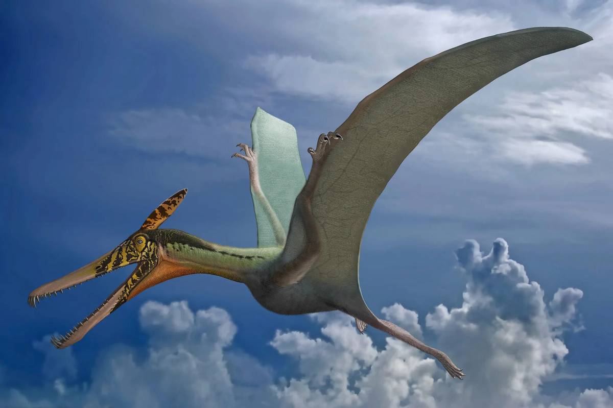 Летающий динозавр #36