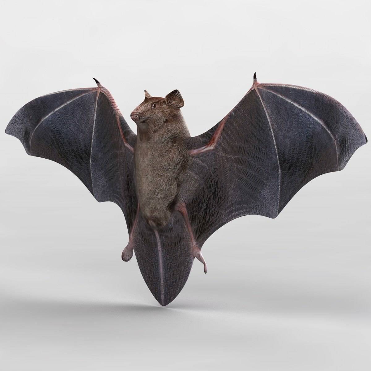 5 летучих мышей. Летучая мышь спереди. Летучая лисица вампир. Рукокрылые летучие мыши. Bat летучая мышь.