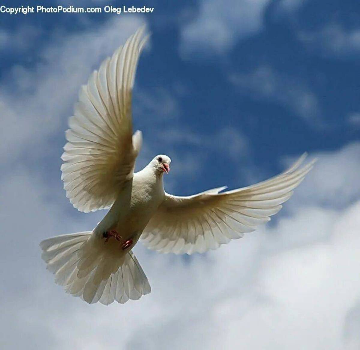 Мама голуби летят. Белый голубь. Голубь в полете. Голубь взлетает. Белый голубь в полете.