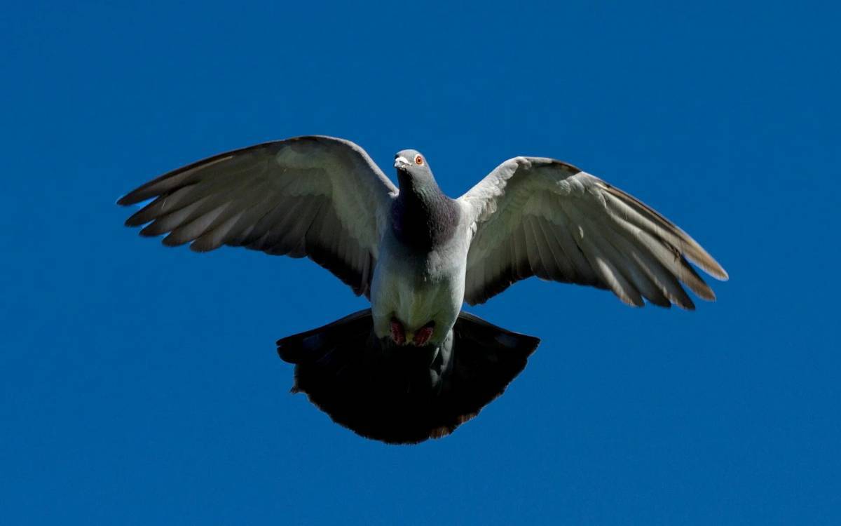 Летящий голубь #8