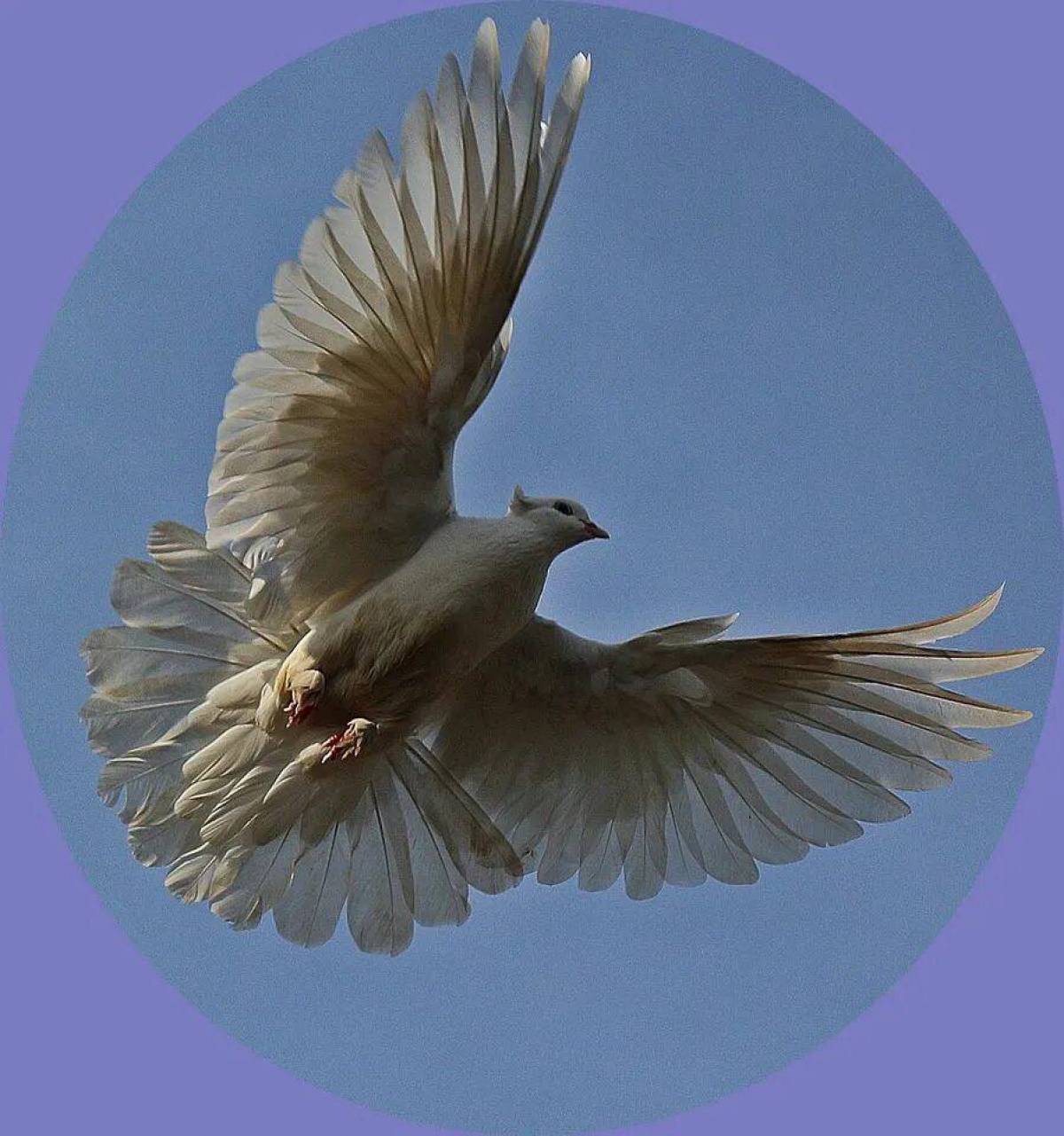 Летящий голубь #22