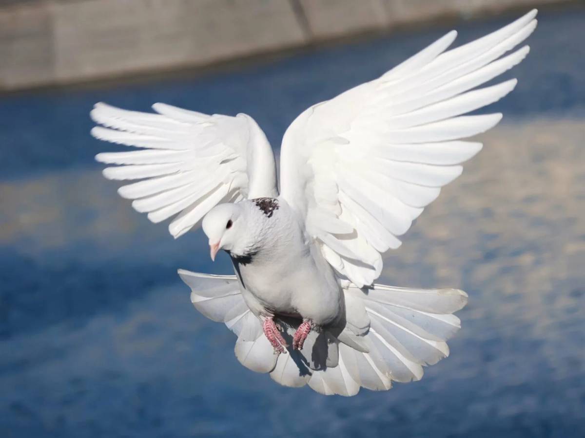 Летящий голубь #30