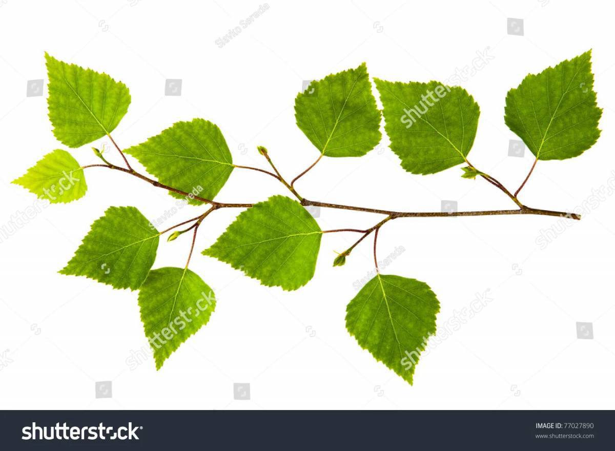картинки веток деревьев с листьями