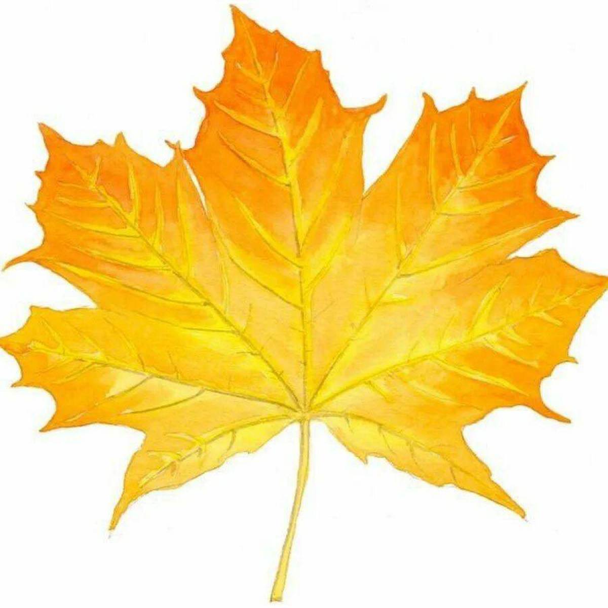 раскраска Опавшие листья клена, этот лист является частью флаг и национальный символ Канады