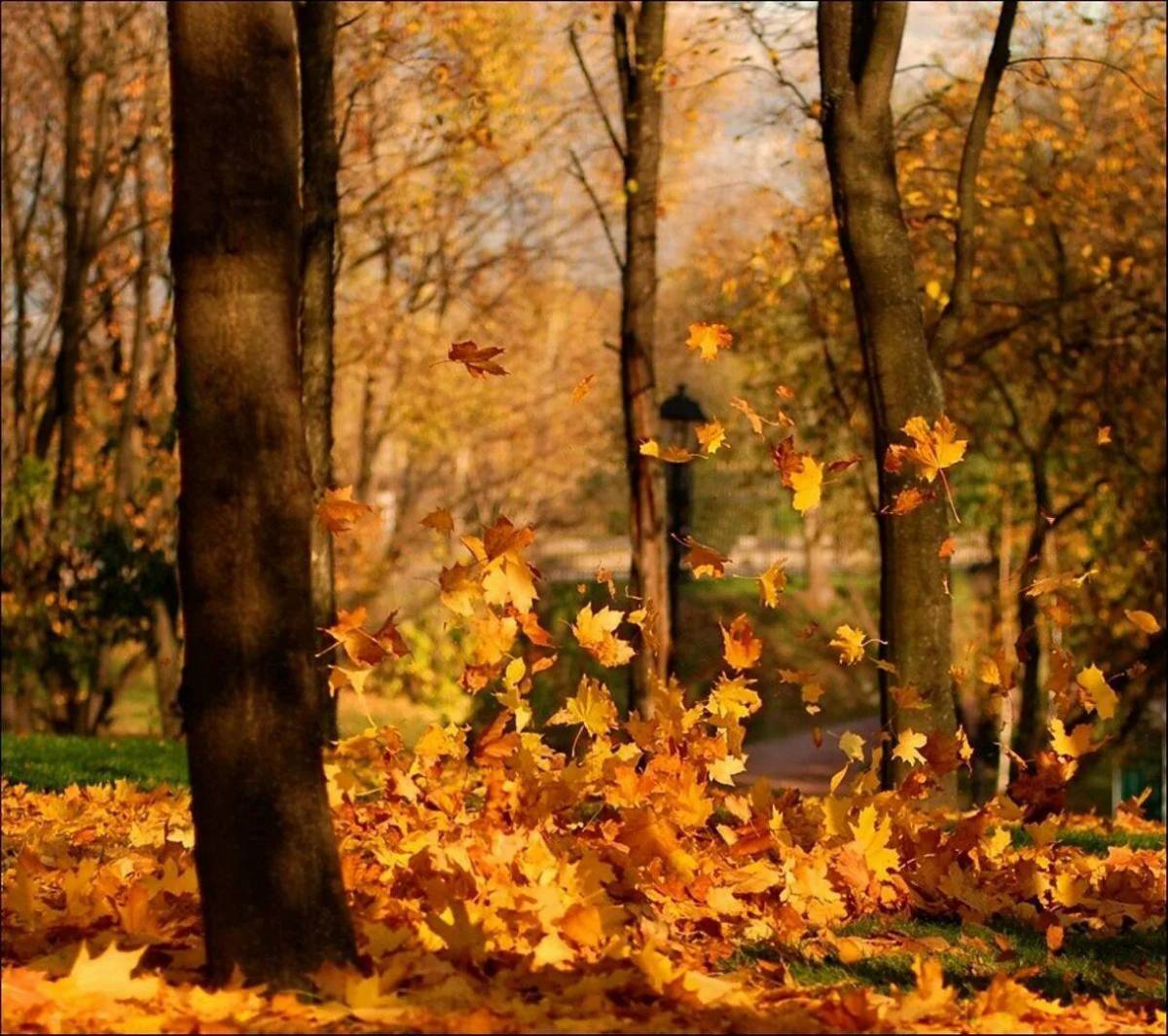 осенние листья листопад картинки