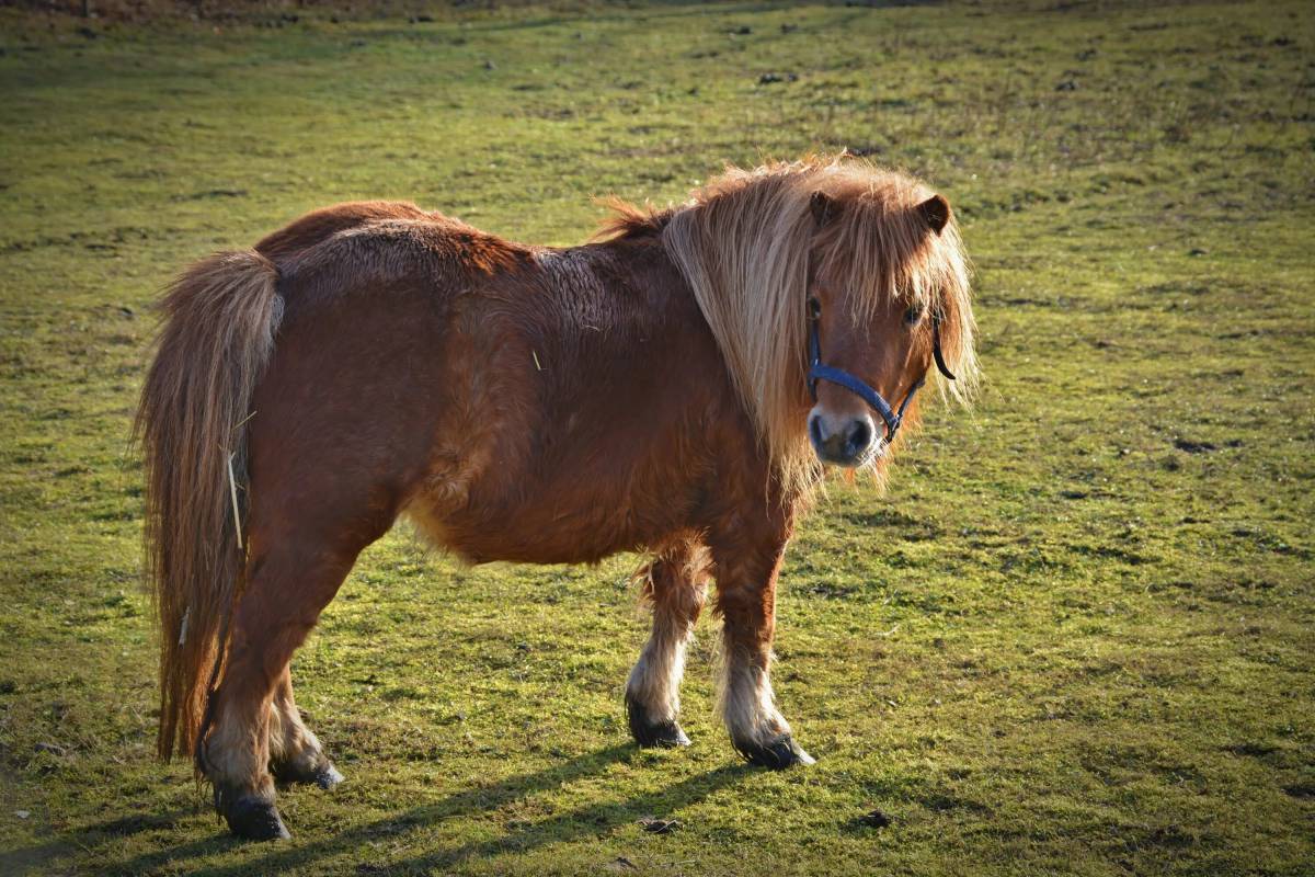Как называется маленький пони. Лошадь породы шетлендский пони. Шетлендский пони экстерьер. Шетландский пони лошадь. Шетланд пони.
