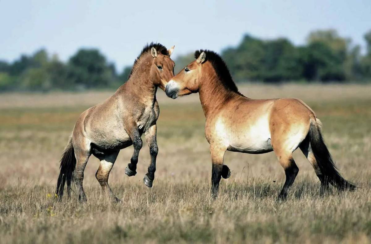 Пржевальский лошадь Пржевальского. Лошадь Пржевальского Equus przewalskii. Дикая лошадь лошадь Пржевальского. Дикая лошадь Тарпан. Почему лошадь пржевальского