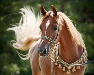 Раскраска лошадей красивые #1 #374596