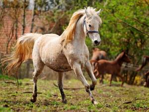 Раскраска лошадей красивые #8 #374603