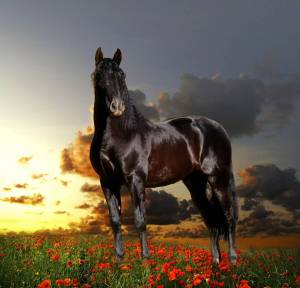Раскраска лошадей красивые #9 #374604