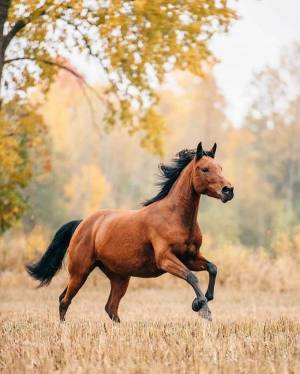 Раскраска лошадей красивые #10 #374605