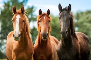 Раскраска лошадей красивые #11 #374606