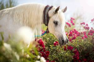 Раскраска лошадей красивые #13 #374608