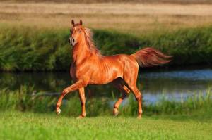 Раскраска лошадей красивые #15 #374610