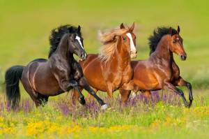 Раскраска лошадей красивые #17 #374612